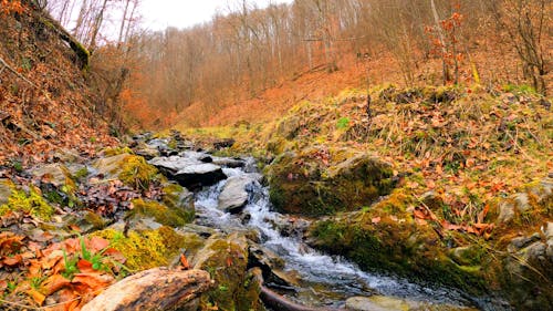 Timelapse Video of a River in the Forest