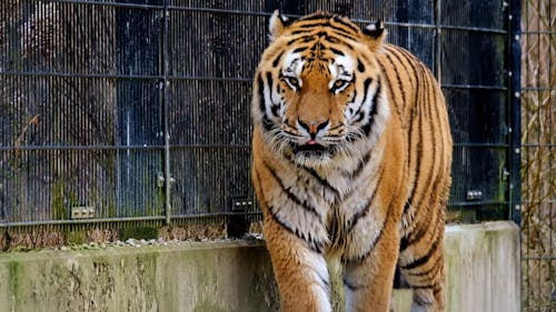 A Tiger Walking Inside a Cage