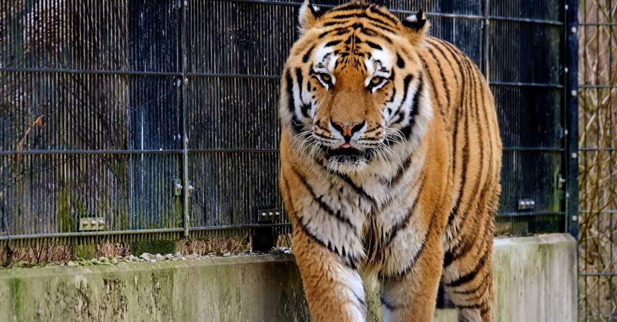 A Tiger Walking Inside a Cage Free Stock Video Footage, Royalty-Free 4K &  HD Video Clip