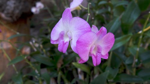 Close-Up Shot of an Orchid