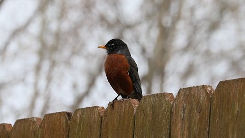 Bird Standing on a Fence