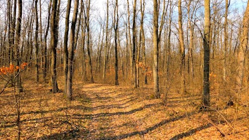 Bare Trees in the Middle of the Forest