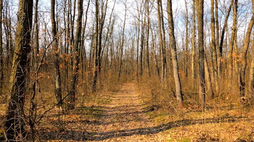 Bare Trees in the Middle of the Forest