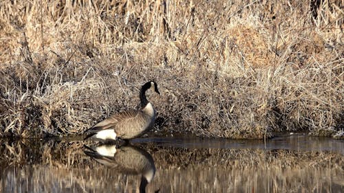 A Goose in a Swamp