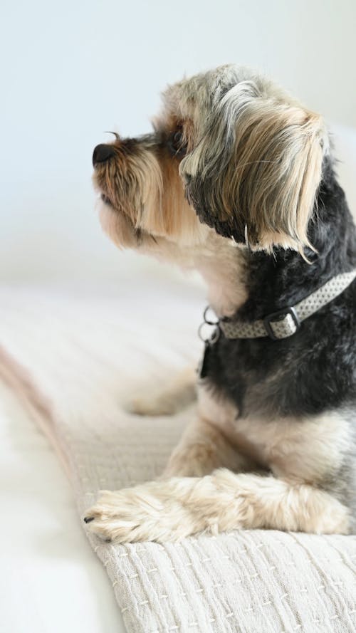 Close Up Shot of a Dog Lying Down