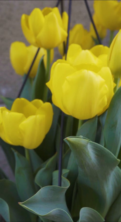 Yellow Tulip on a Clay Pot with Easter Decor