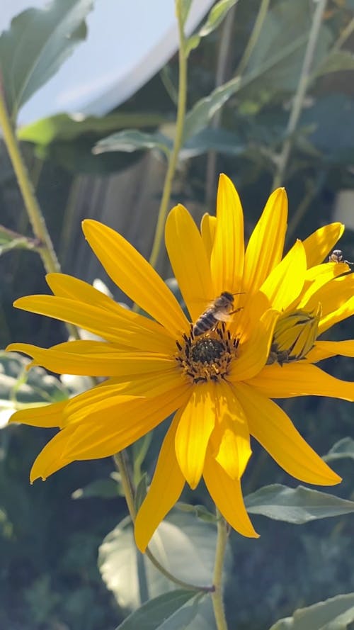 A Bee in a Yellow Flower