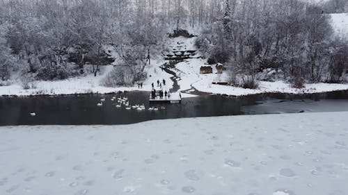 Aerial Shot of Snow Covered Trees