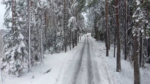 Trees Covered in Snow