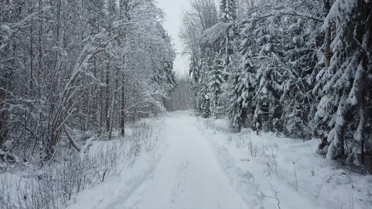 Snow Covered Trees in the Forest Free Stock Video Footage, Royalty-Free ...