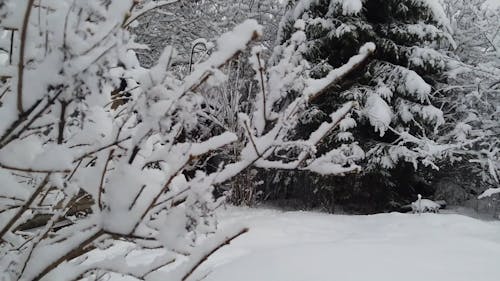 Pine Trees on Frosty Weather