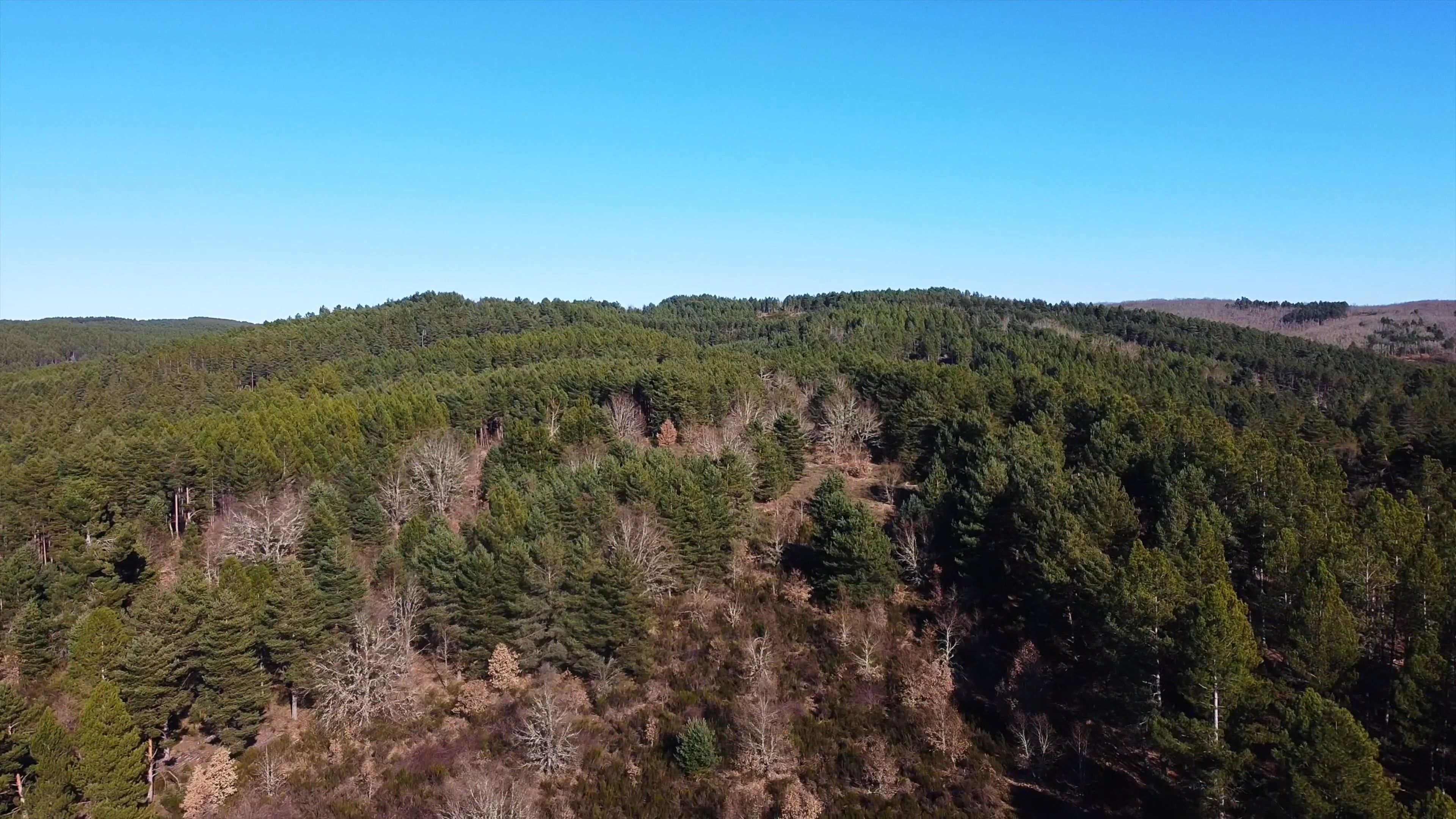 drone footage of trees 7300710 — free pexels stock footage