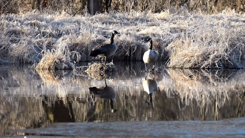 Geese in the Pond 