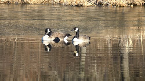 Canada Goose Floating on a Lake