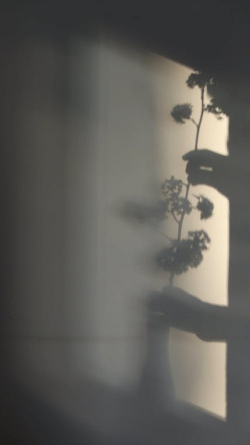 Shadow of a Person Putting Flowers in a Vase