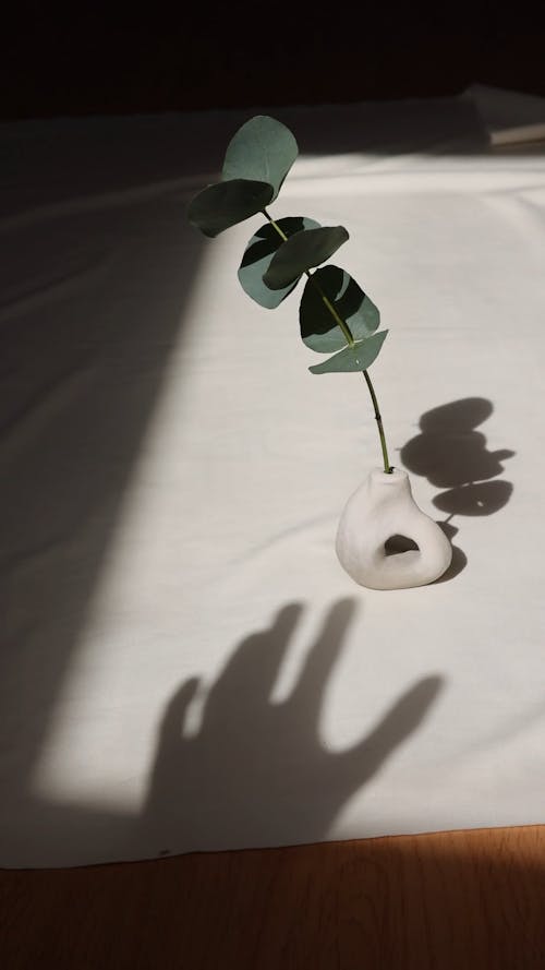 A Eucalyptus Plant in a Ceramic Vase