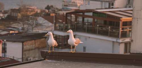 Seagulls on the Roof