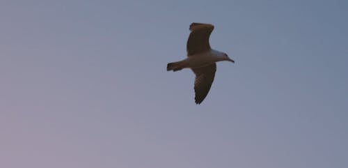 A Bird Flying in the Air