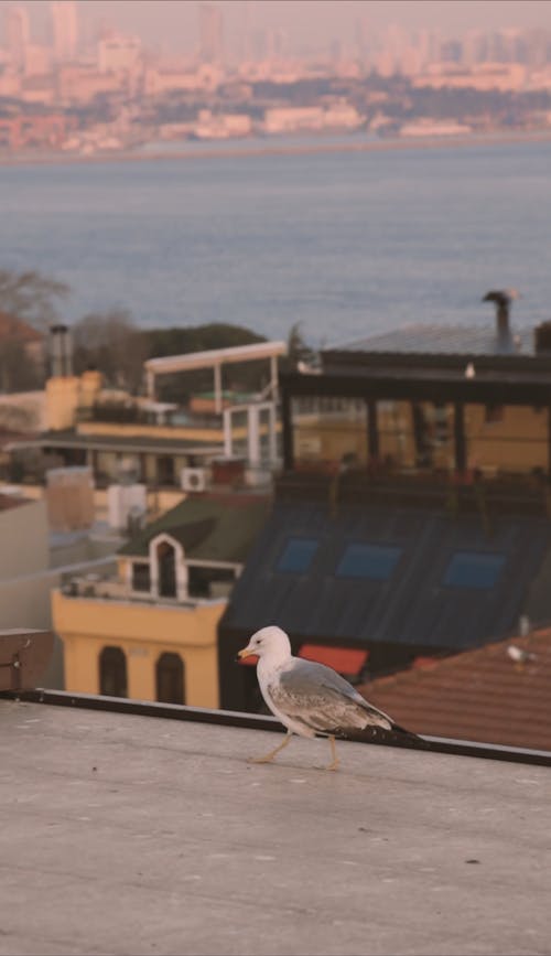 Seagulls on the Rooftop






