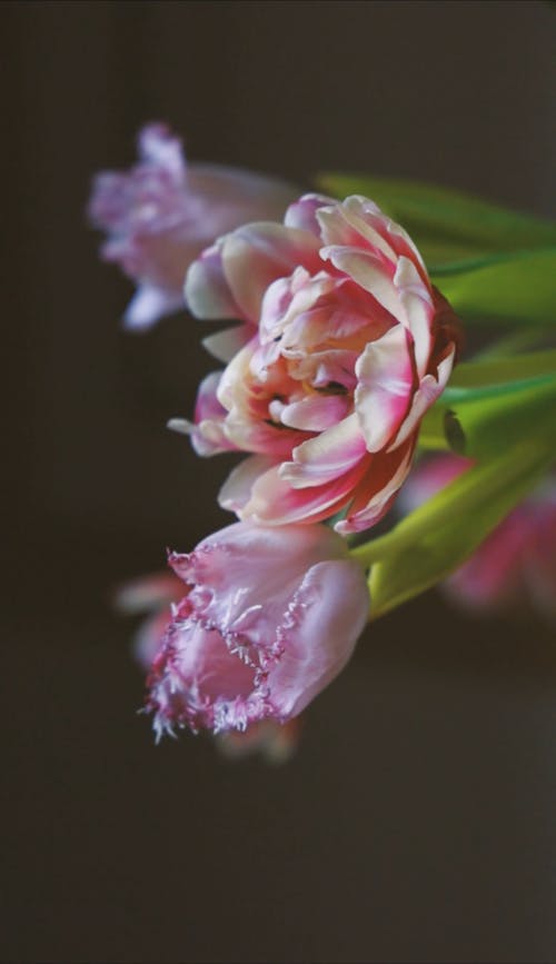 Close-up Video of Pink Flowers