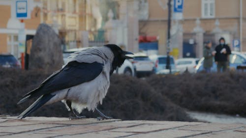A Hooded Crow In The The City