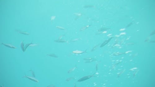 School of Fish in Open Water