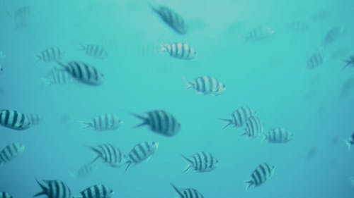 School of Striped Fish Swimming in the Ocean