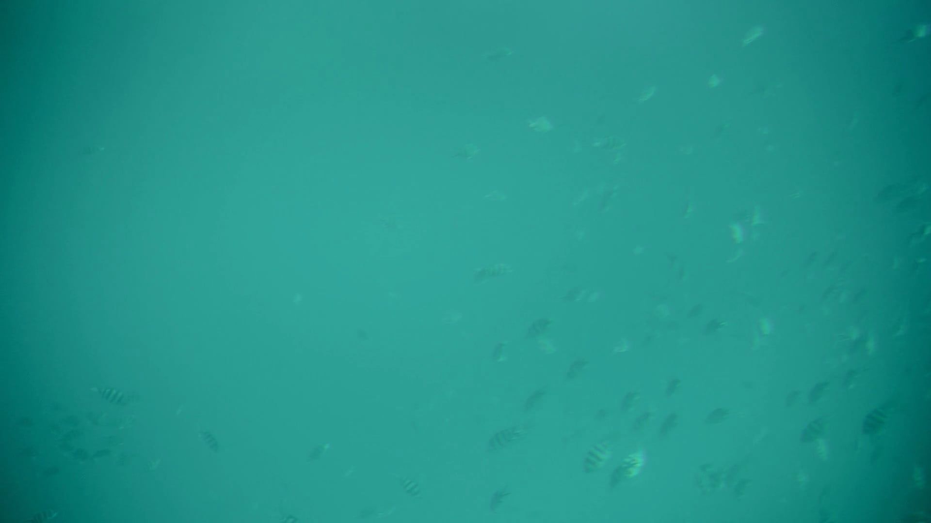 shot of a school of fish underwater 7318092 — free pexels stock footage