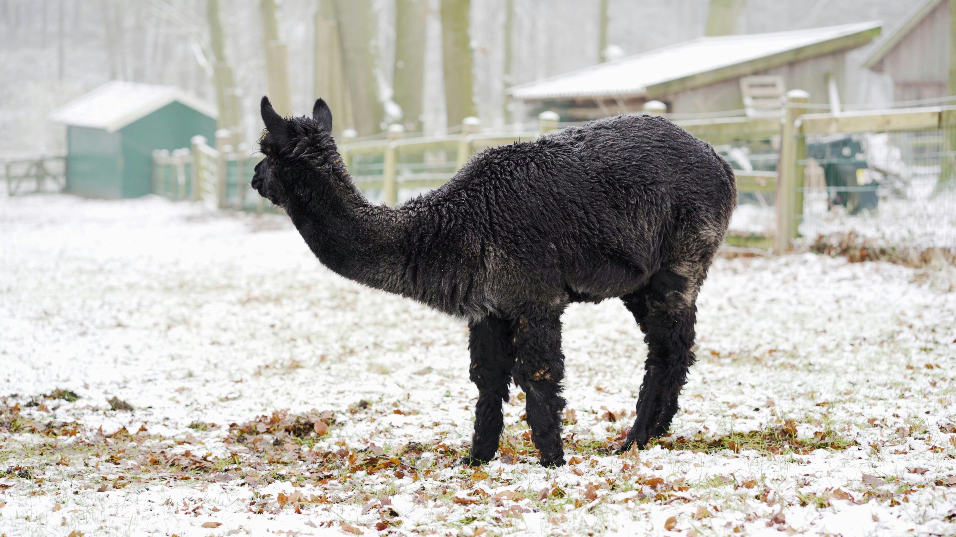 Black Alpaca Eating Grass · Free Stock Video