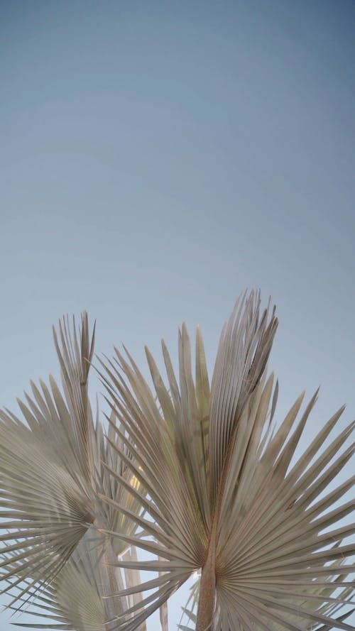 Palm Leaves and the Sky 