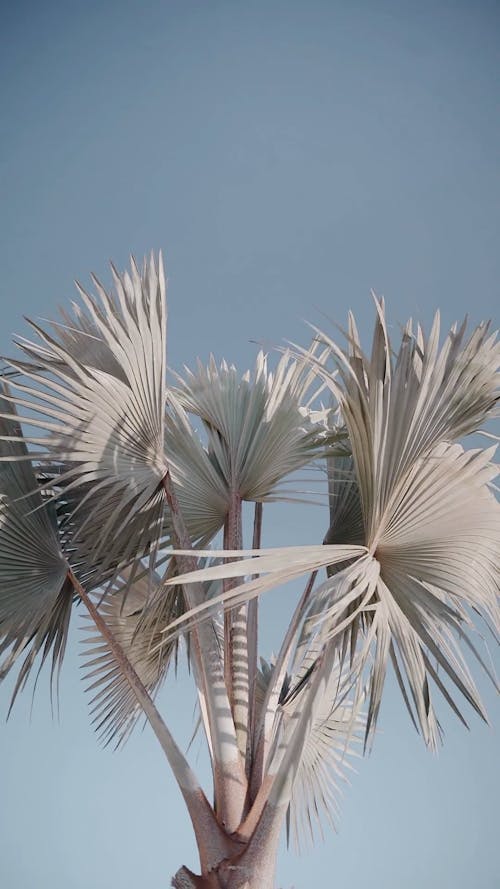 Palm Leaves Swaying in the Wind