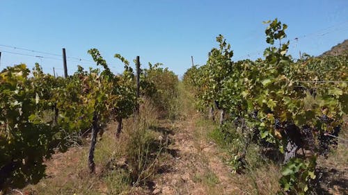 Field of Grapevines