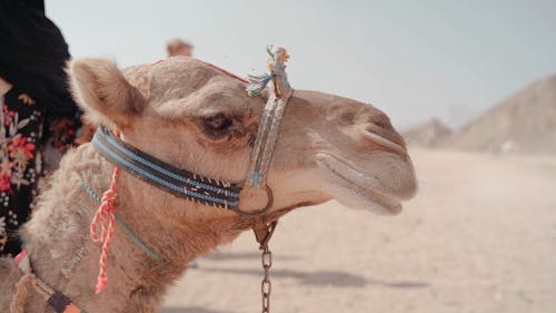 Video of Camel's Head