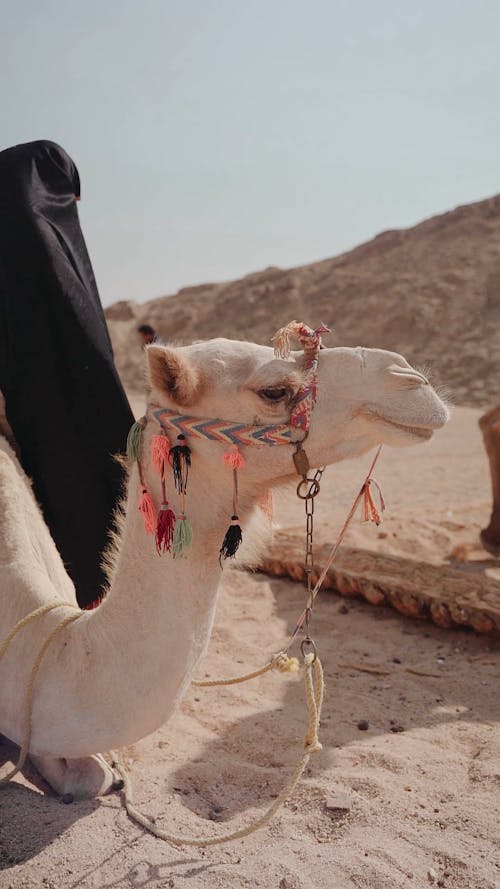 A Camel in a Desert