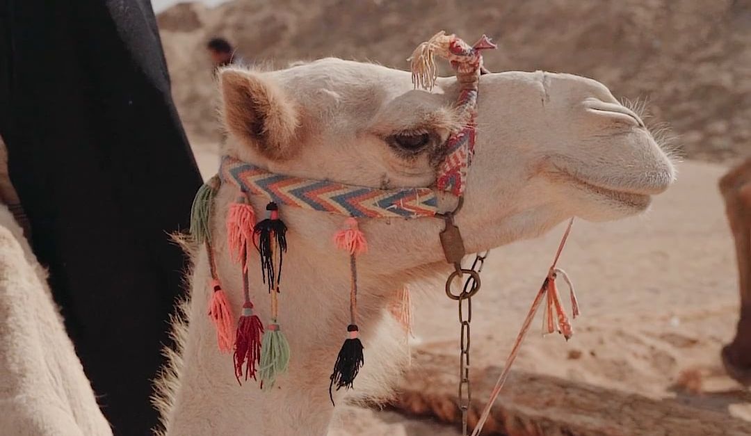 Camel Video A Camel in a Desert Free Stock Video Footage, Royalty-Free 4K & HD ...