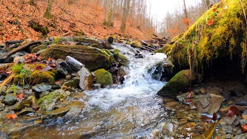 Cascading Water stream at the Forest