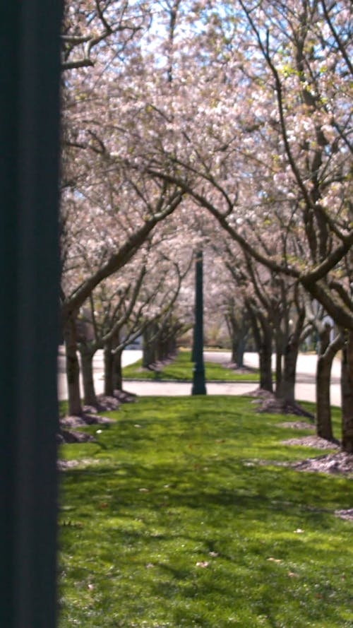 Cherry Blossom Trees