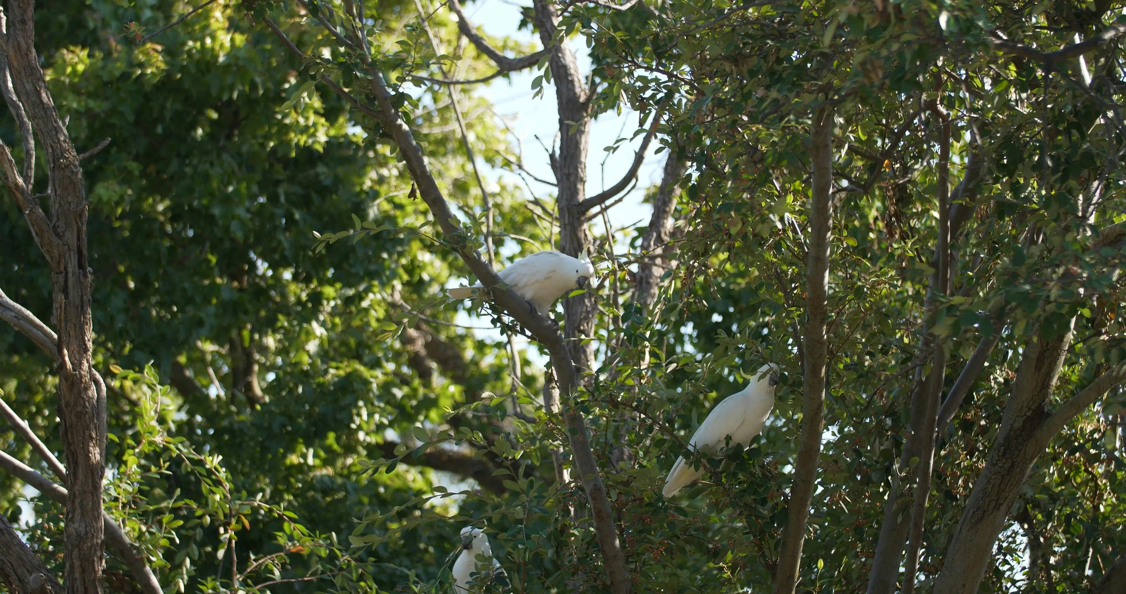 White Birds on a Tree · Free Stock Video