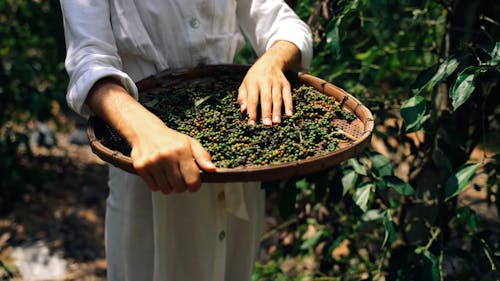 A Farmer Harvesting Fresh Peppercorns