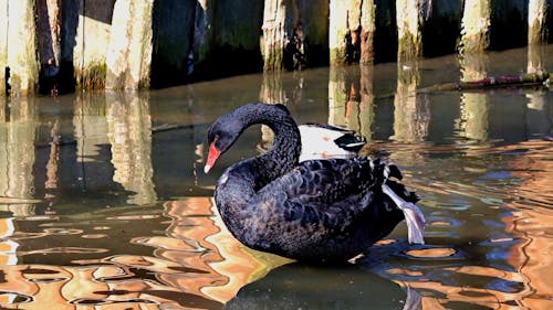 A Black Swan Preening