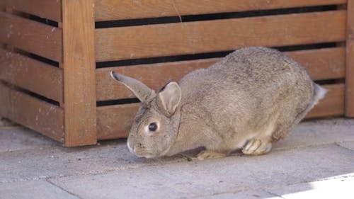 Rabbit Looking for Food