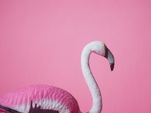 Video Recording A Fake Flamingo Bird