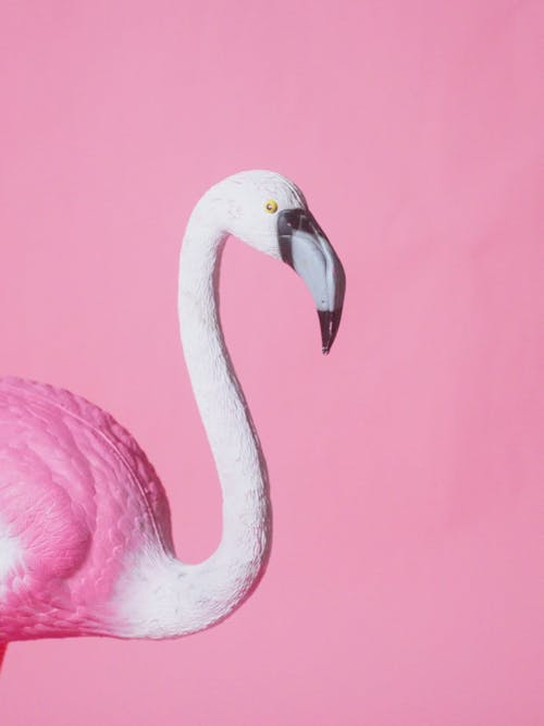 Flamingo Falling Over