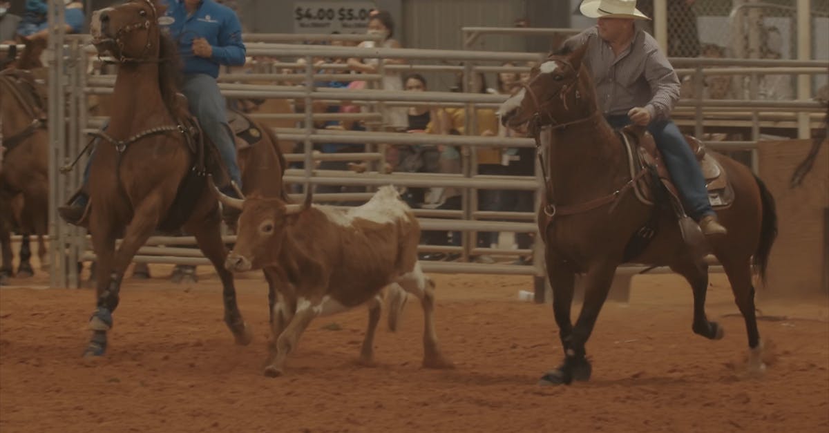Vidéo gratuite de adrénaline, americana, animaux, arène, arène de rodéo ...
