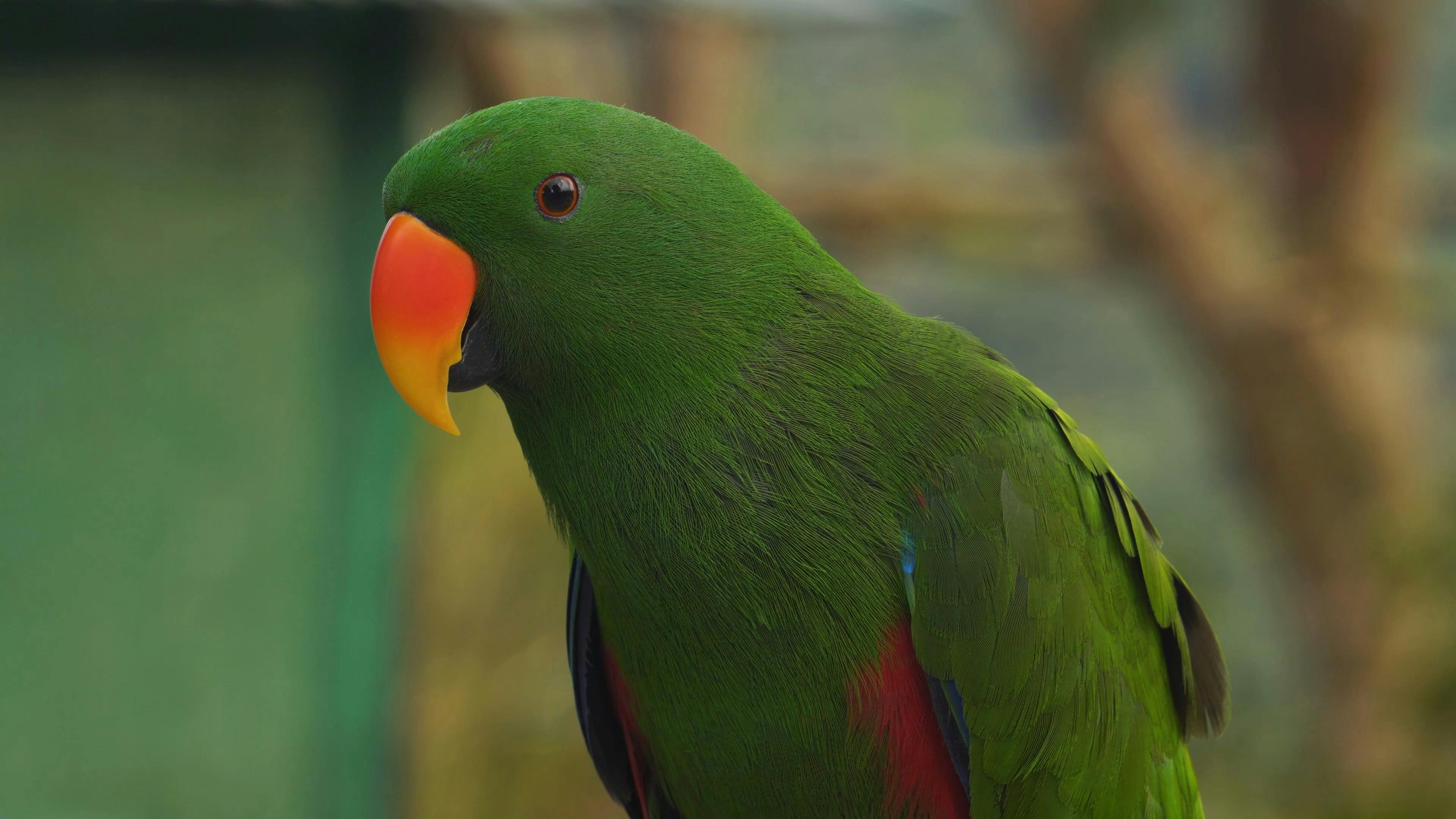 Green Parrot with Orange Beak Close up · Free Stock Video