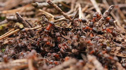 Close up Shot of Ants in the Ground