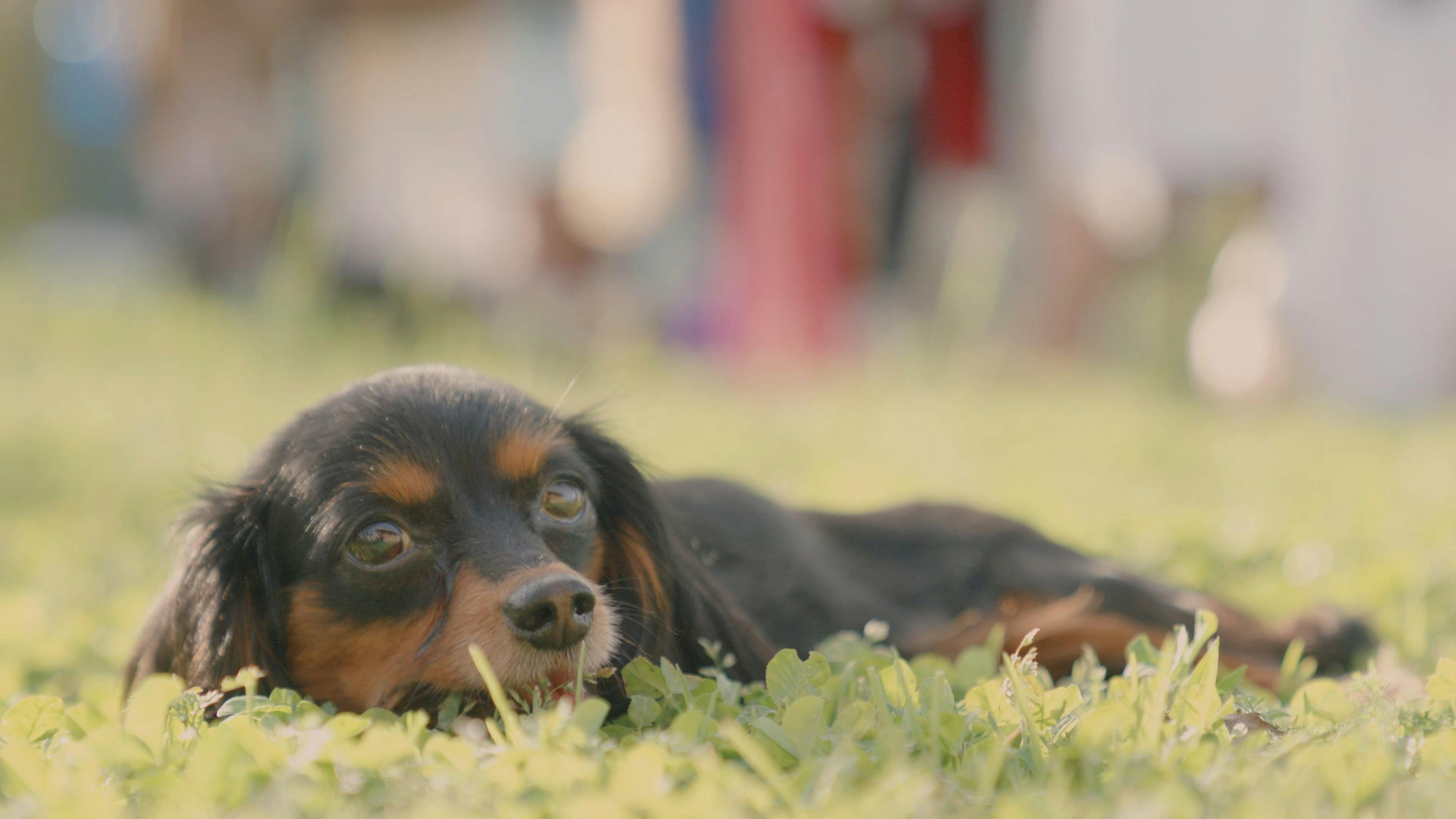 A Dog Nibbling While Lying down Free Stock Video Footage, RoyaltyFree