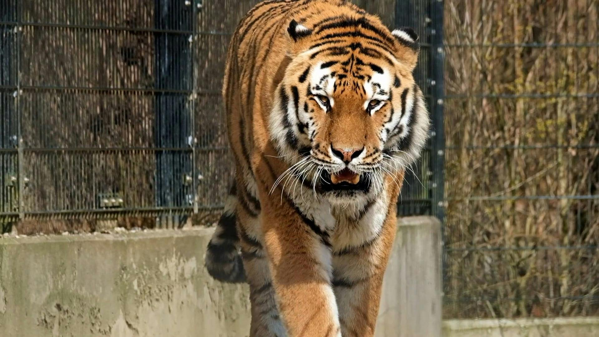 A Tiger Walking Free Stock Video Footage, Royalty-Free 4K & HD Video Clip