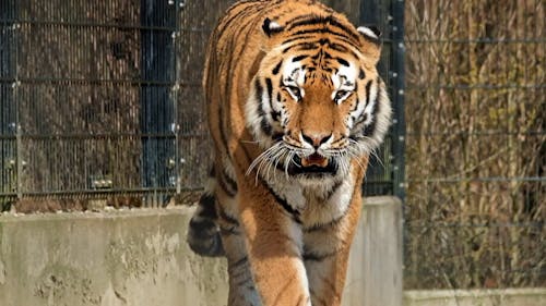 A Tiger Walking