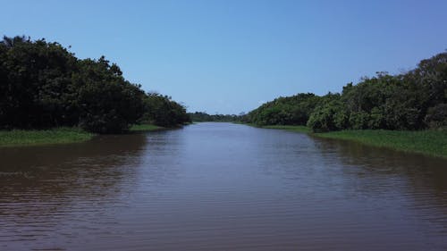 Amazonia Rainforest